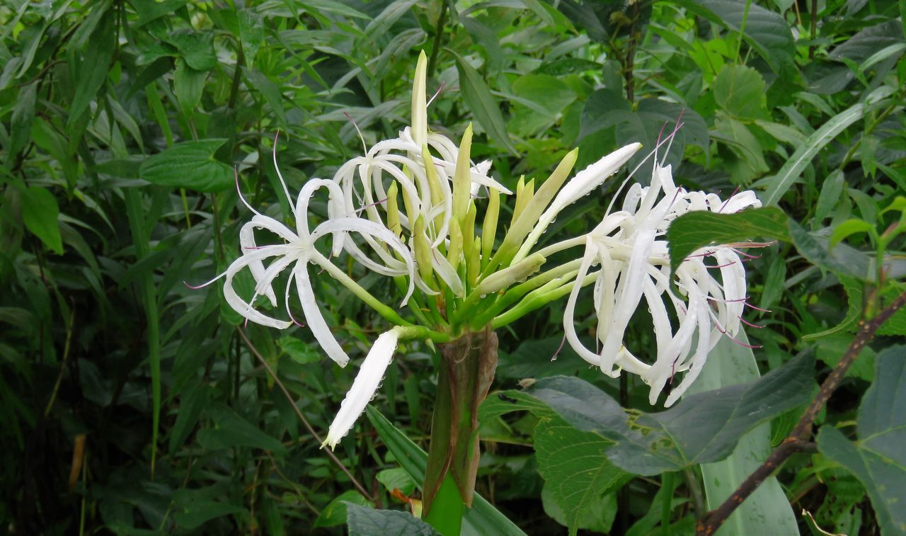 浜木綿 ハマユウ の花色を真似たナガサキアゲハ 土佐料理 旬の鰹がゆく