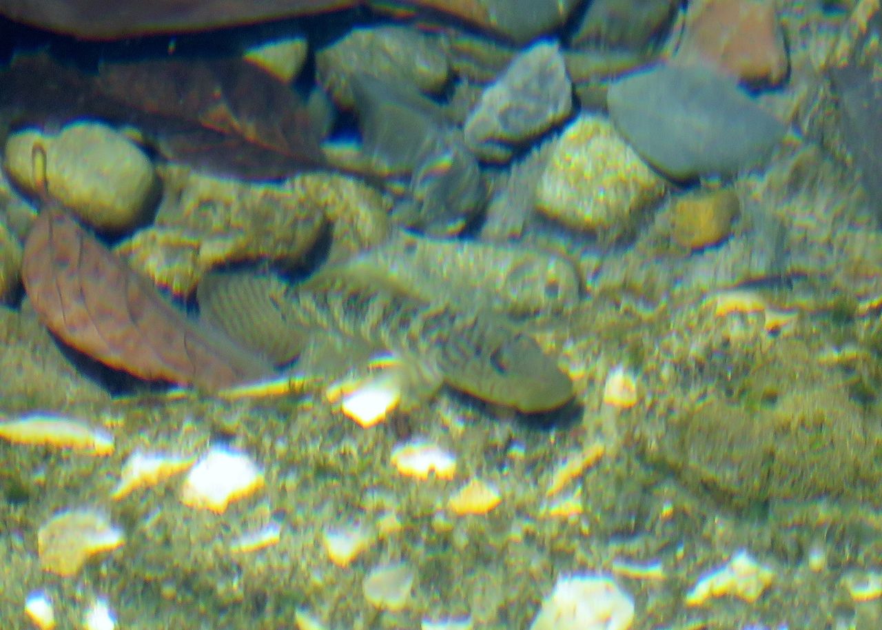 カワムツ婚姻色 土佐料理 旬の鰹がゆく