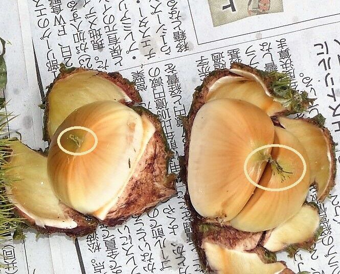 日本一早い栗拾い⁈ : 土佐料理 旬の鰹がゆく!