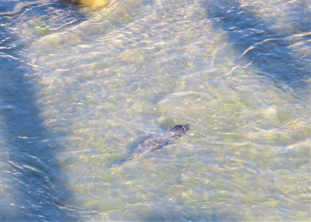 潜水鳥の足指 土佐料理 旬の鰹がゆく