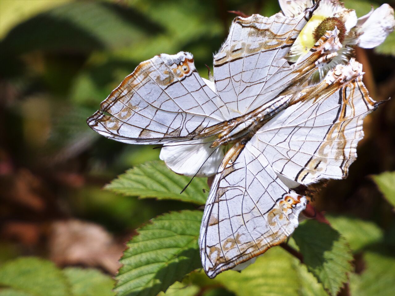 心地よい春風がお似合いの蝶 土佐料理 旬の鰹がゆく