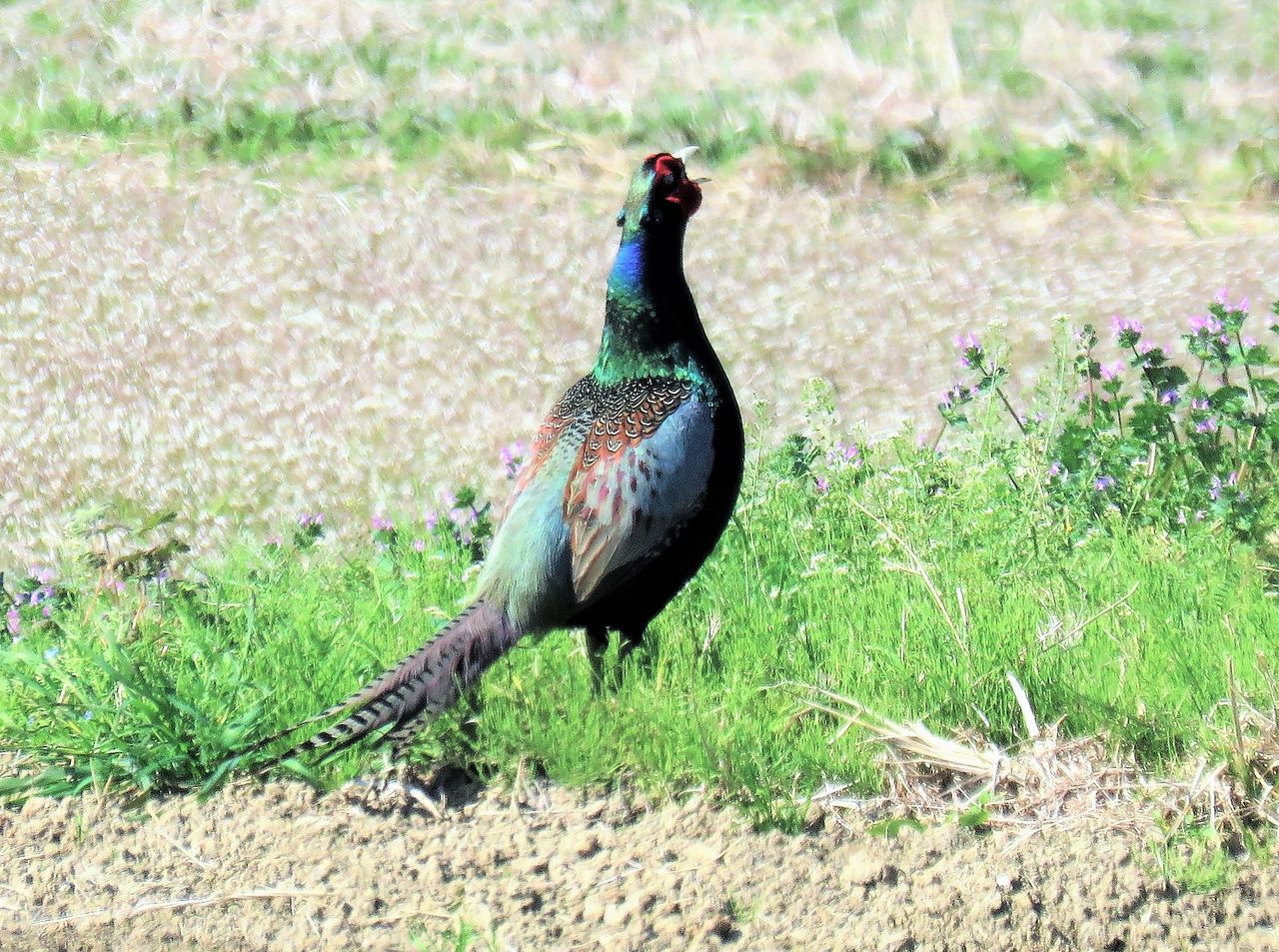 田園から聞こえてくる春雉の高鳴き 土佐料理 旬の鰹がゆく