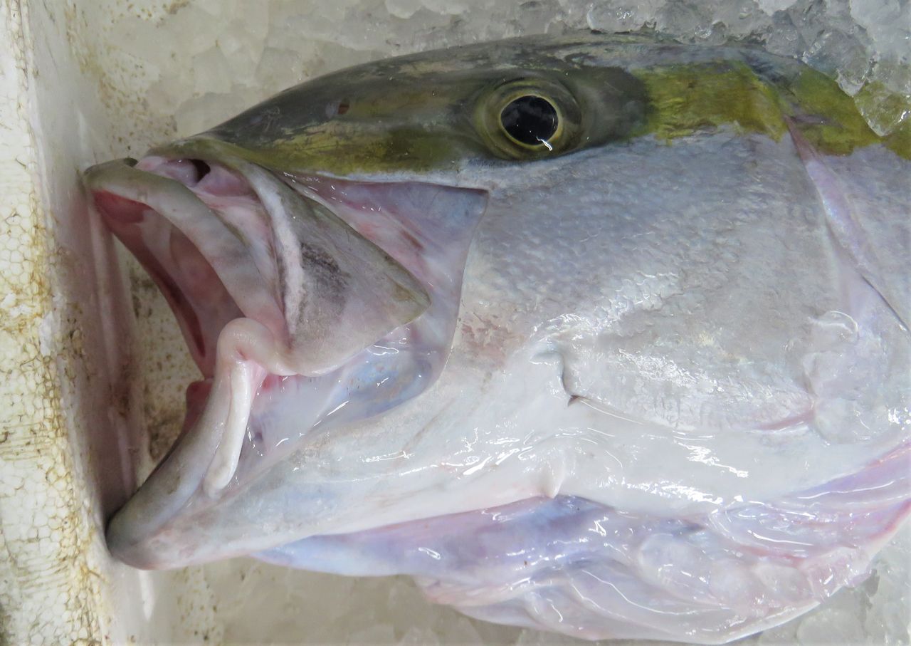 室戸鮮魚店の巨大魚 土佐料理 旬の鰹がゆく 室戸鮮魚店の巨大魚 土佐料理 旬の鰹がゆく