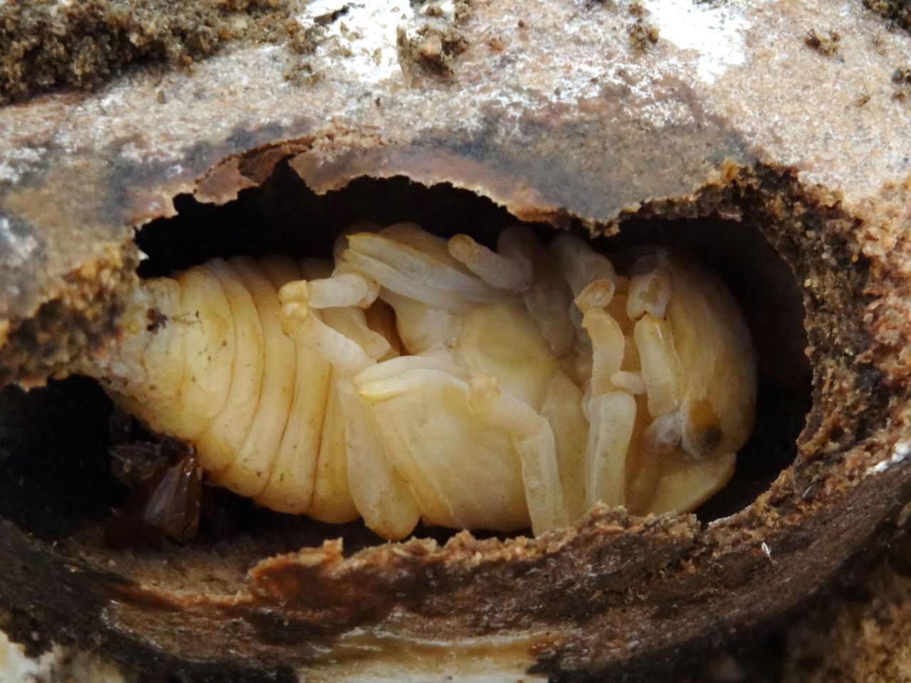 ヒラタクワガタ蛹化 土佐料理 旬の鰹がゆく ヒラタクワガタ蛹化 土佐料理 旬の鰹がゆく