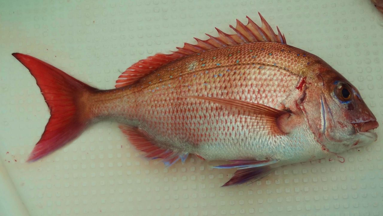 秋の魚 土佐料理 旬の鰹がゆく