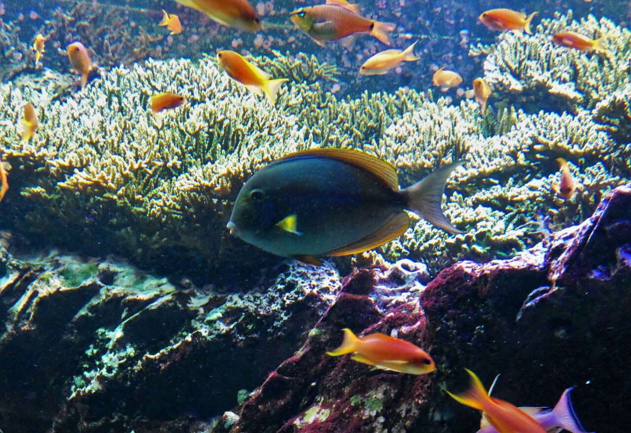偽橄欖剥 トカジャー 土佐料理 旬の鰹がゆく