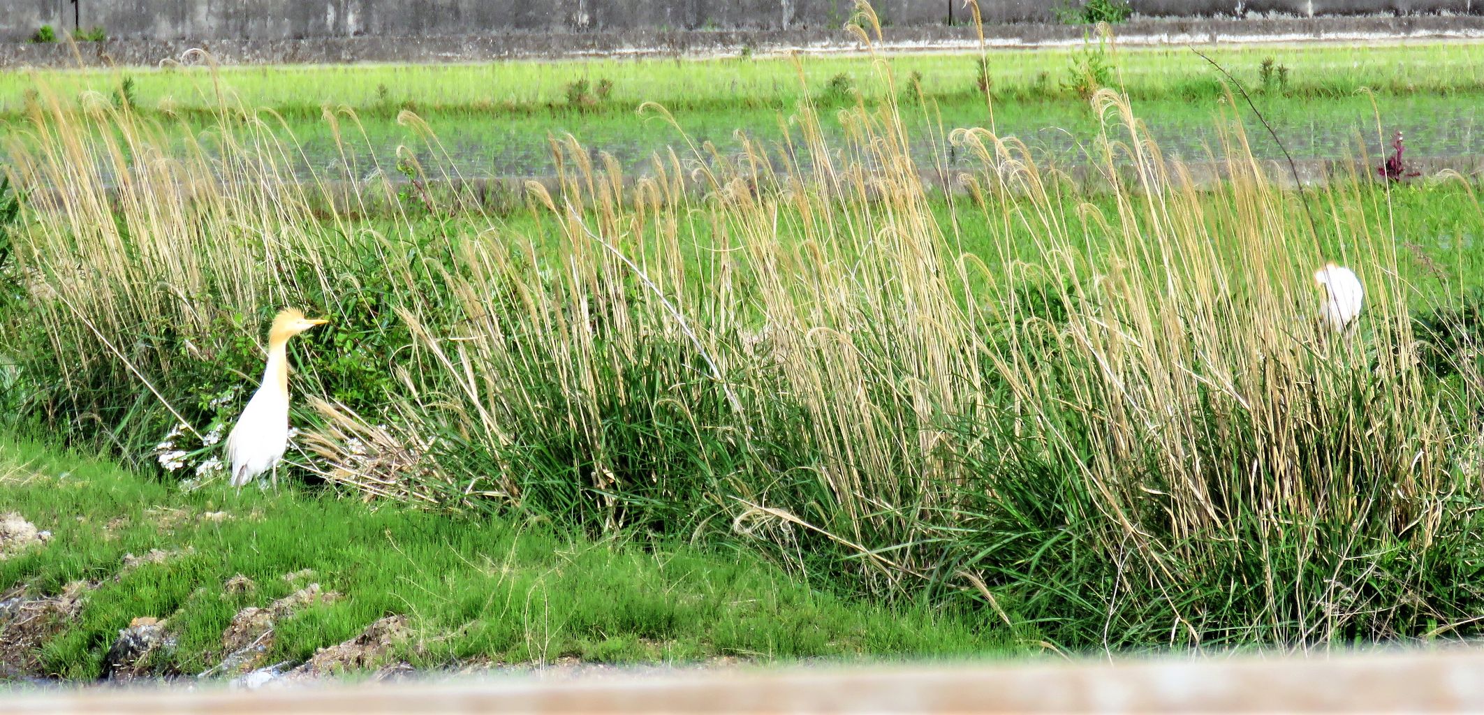 アマサギとクロサギ 土佐料理 旬の鰹がゆく