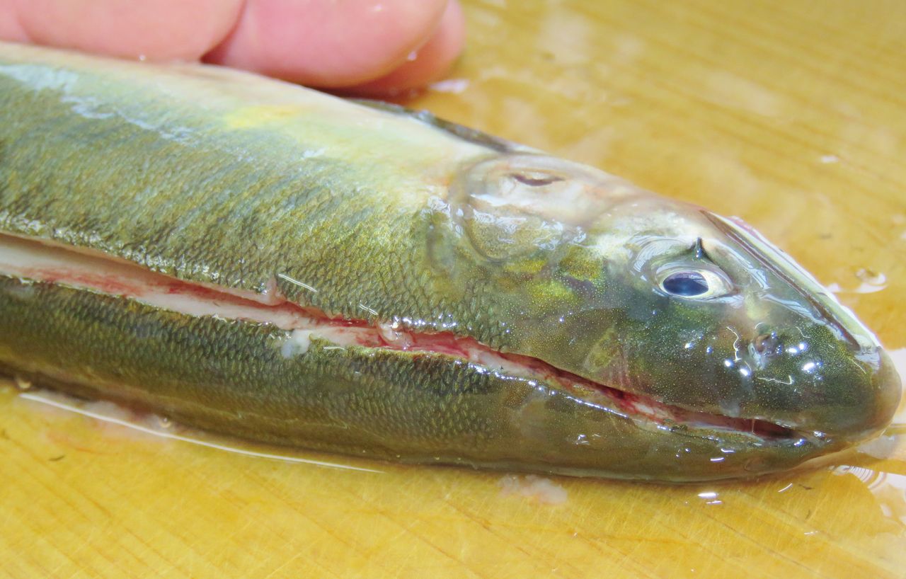 旬の家庭料理 土佐料理 旬の鰹がゆく