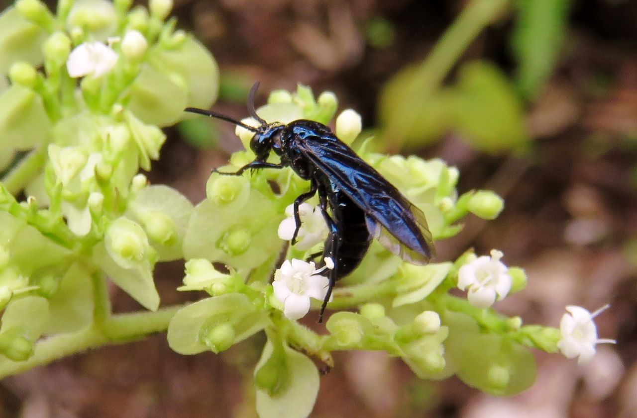 ルリチュウレンジ 土佐料理 旬の鰹がゆく