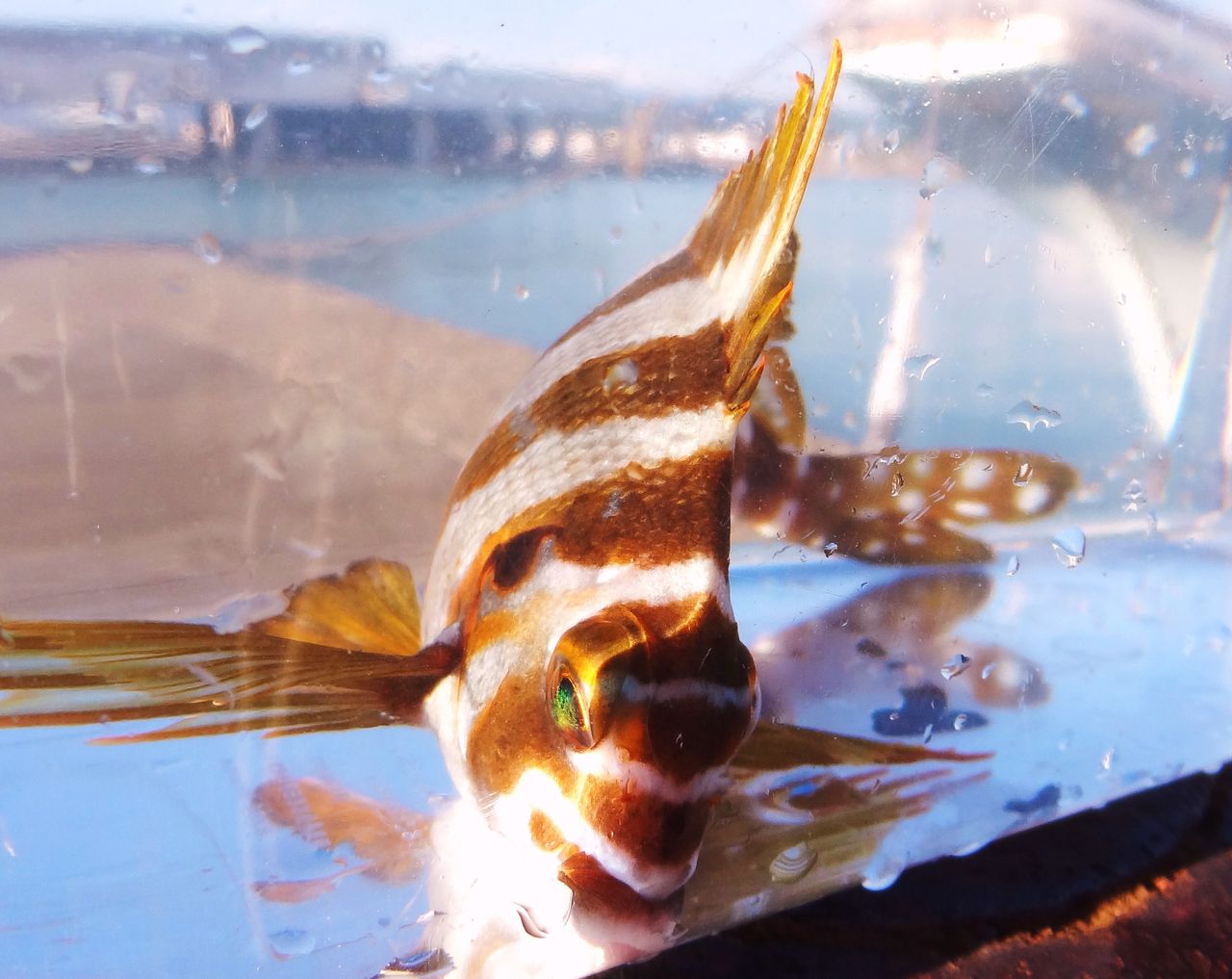 秋の吉川漁港 土佐料理 旬の鰹がゆく 秋の吉川漁港 土佐料理 旬の鰹がゆく