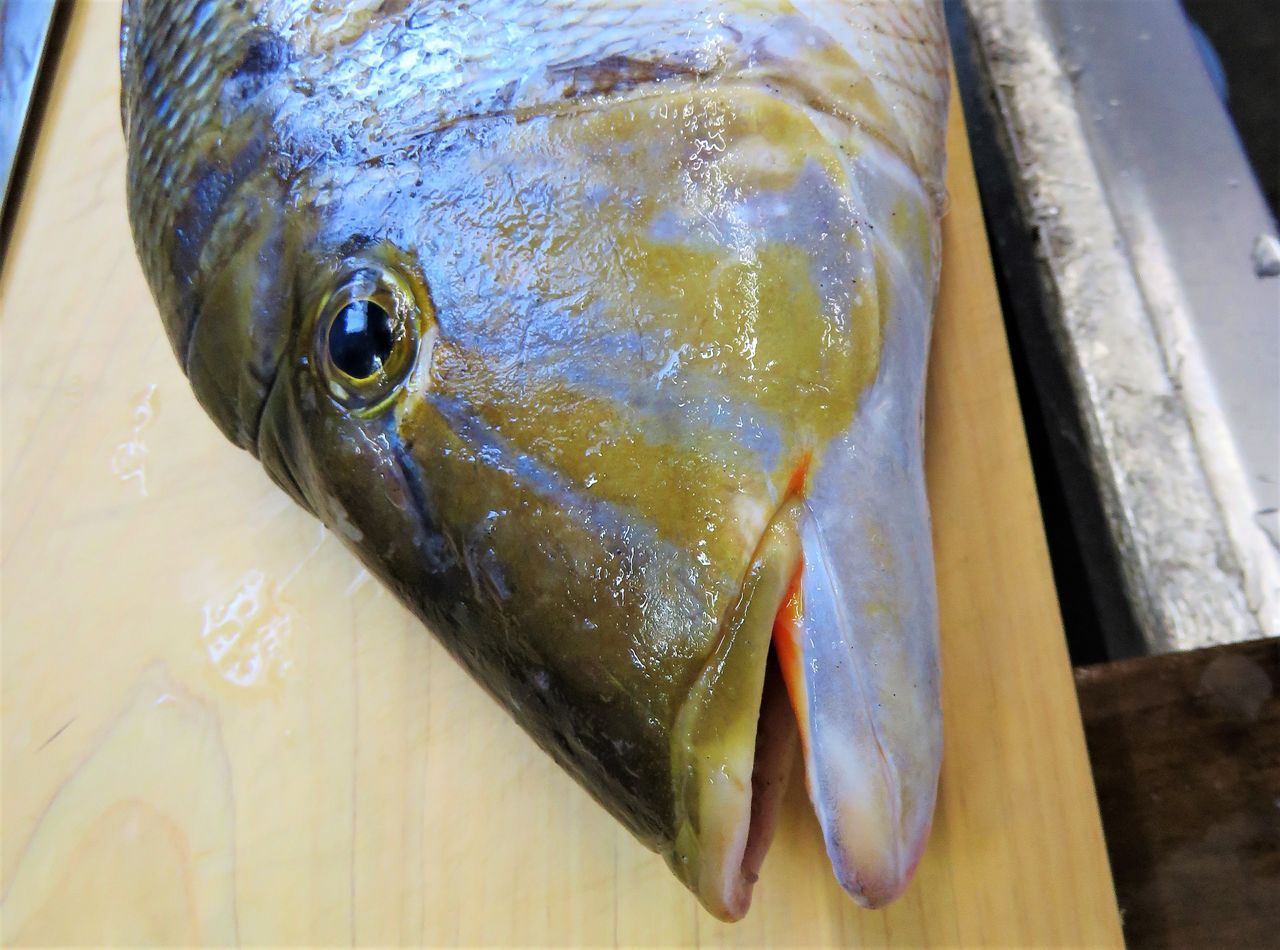 浜笛吹 ハマフエフキ 土佐料理 旬の鰹がゆく 浜笛吹 ハマフエフキ 土佐料理 旬の鰹がゆく