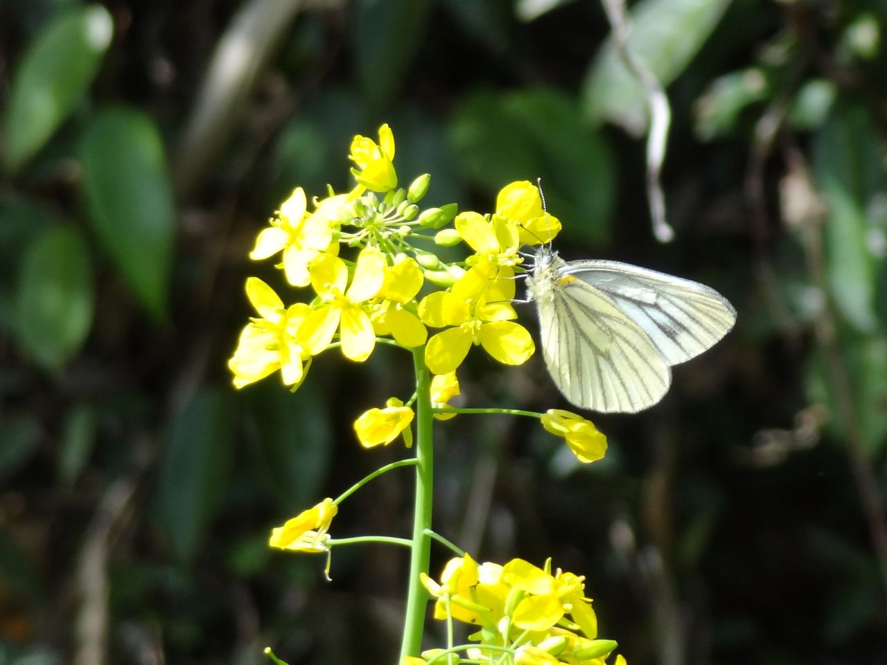 春分の日２０１３ 土佐料理 旬の鰹がゆく