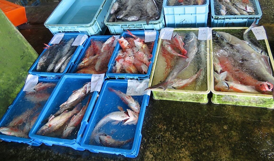 アカムツの旬 土佐料理 旬の鰹がゆく アカムツの旬 土佐料理 旬の鰹がゆく