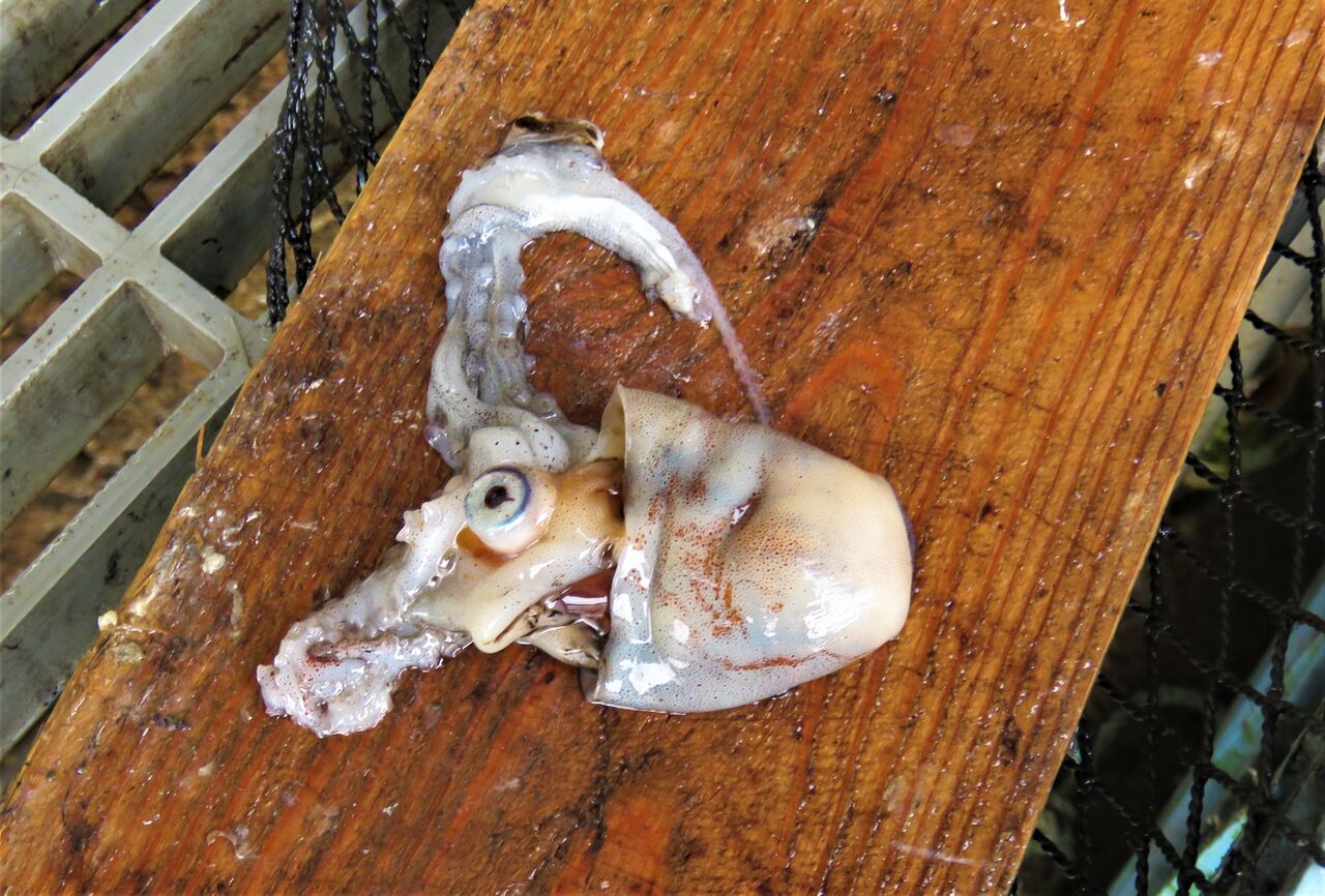 これは何 もし知っていたら専門家級 土佐料理 旬の鰹がゆく これは何 もし知っていたら専門家級 土佐料理 旬の鰹がゆく