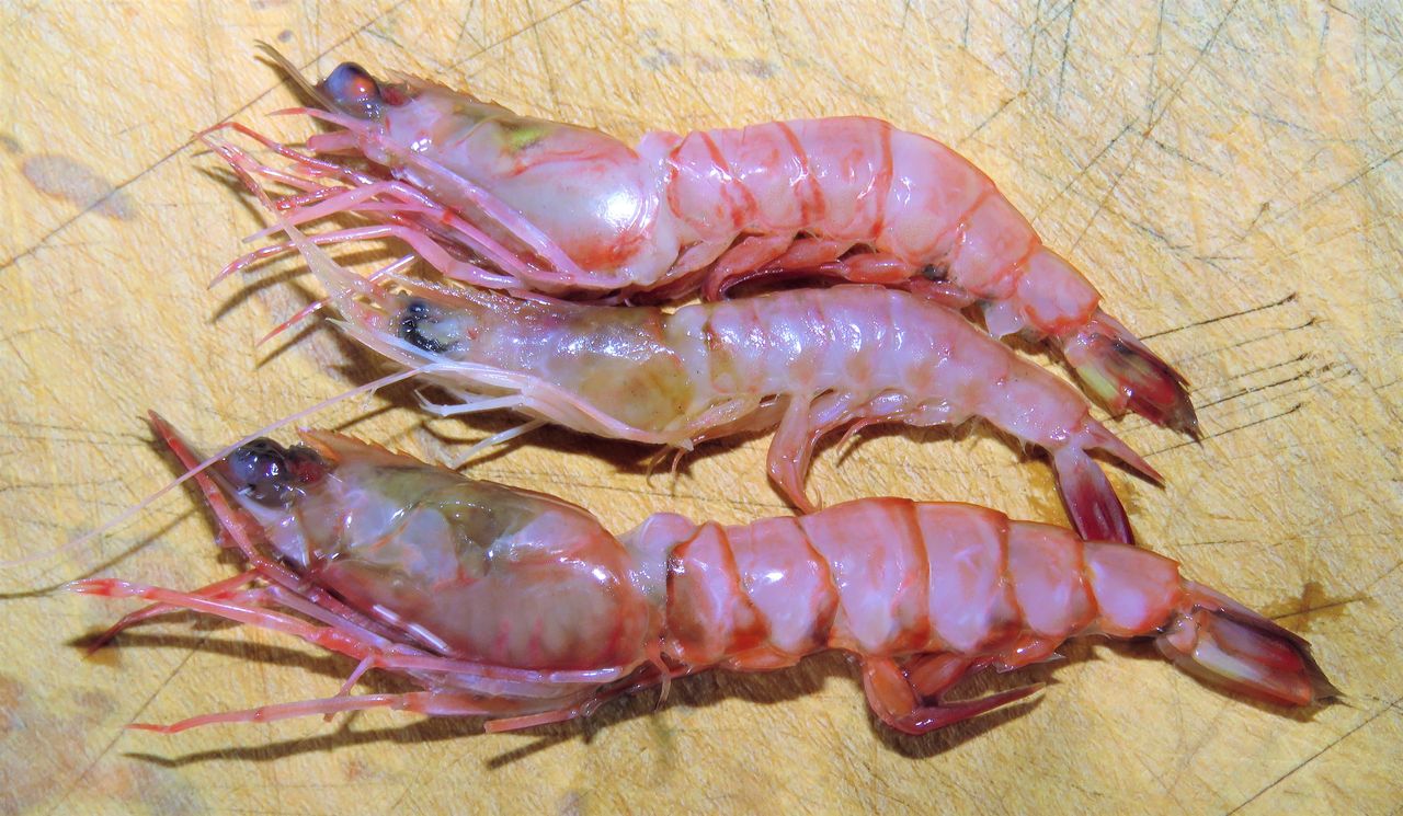 高知の美味しいエビ 土佐料理 旬の鰹がゆく 高知の美味しいエビ 土佐料理 旬の鰹がゆく