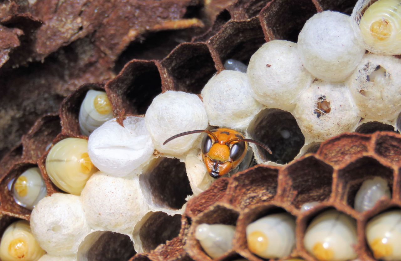 営巣から見たコガタスズメバチの生態 土佐料理 旬の鰹がゆく 営巣から見たコガタスズメバチの生態 土佐料理 旬の鰹がゆく