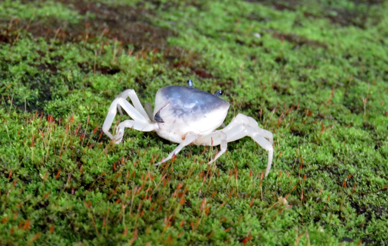 白いサワガニ 土佐料理 旬の鰹がゆく