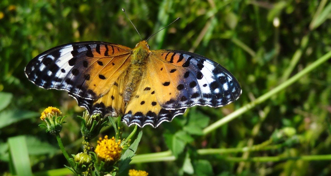 ツマグロヒョウモンの冬姿 土佐料理 旬の鰹がゆく ツマグロヒョウモンの冬姿 土佐料理 旬の鰹がゆく