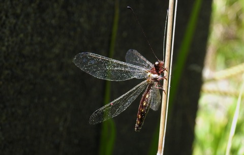 蜻蛉最大種】Palpares sp.アミメカゲロウウスバカゲロウトンボゼミセミ