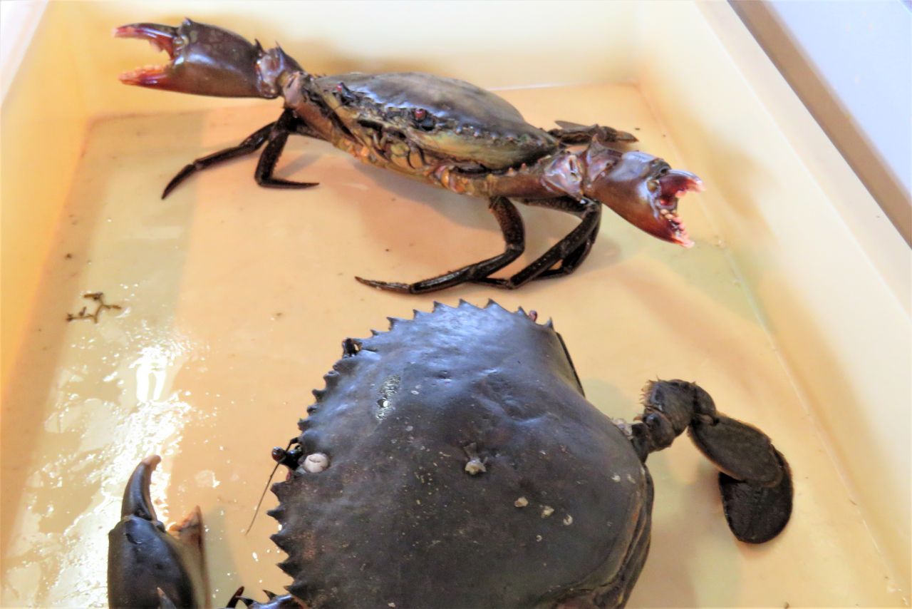 ノコギリガザミ地蟹の値打ち 土佐料理 旬の鰹がゆく