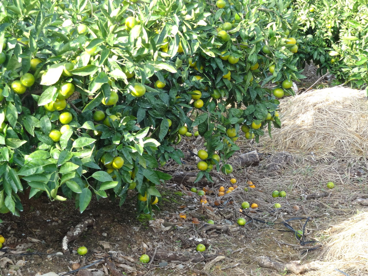 ２０１２山北みかん 土佐料理 旬の鰹がゆく