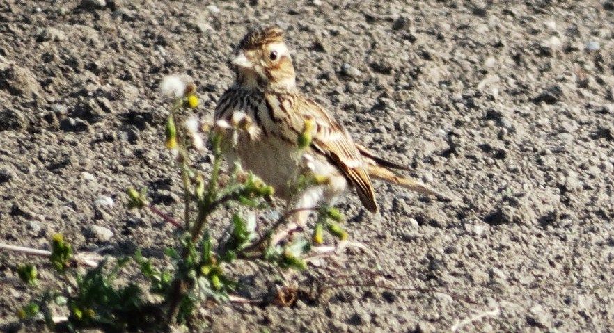 ヒバリ 土佐料理 旬の鰹がゆく