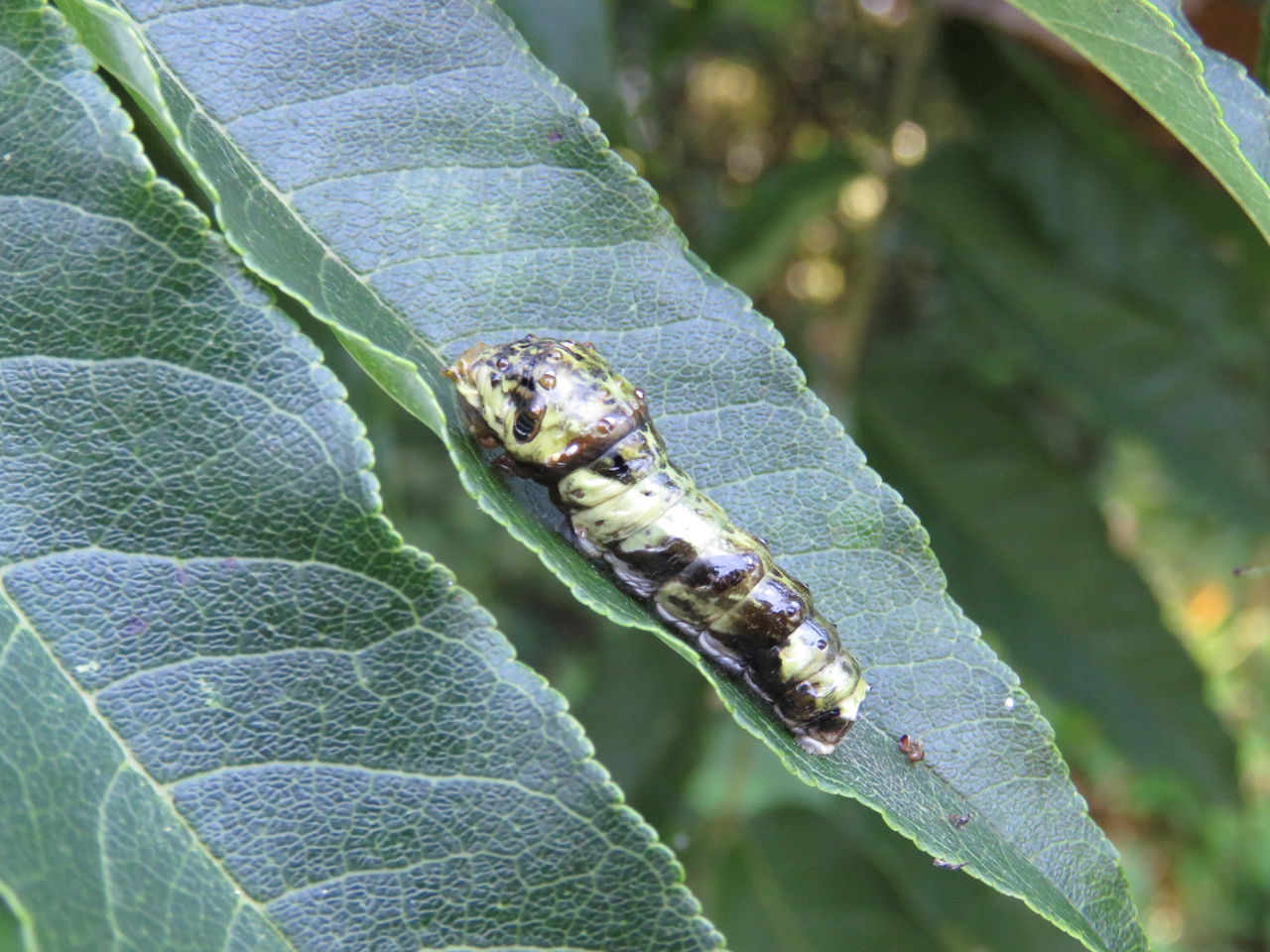 アゲハ幼虫の餌　天然　カラスザンショウ　柑橘類　新鮮　枝付き葉っぱ若葉いり