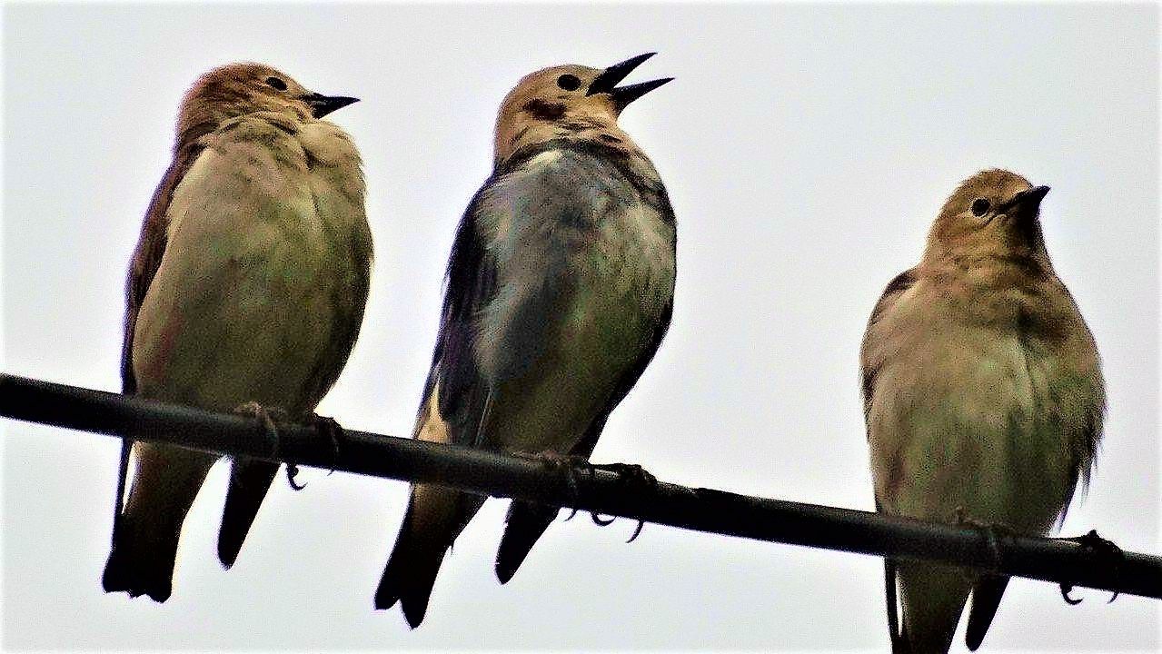 コムクドリの季節 土佐料理 旬の鰹がゆく