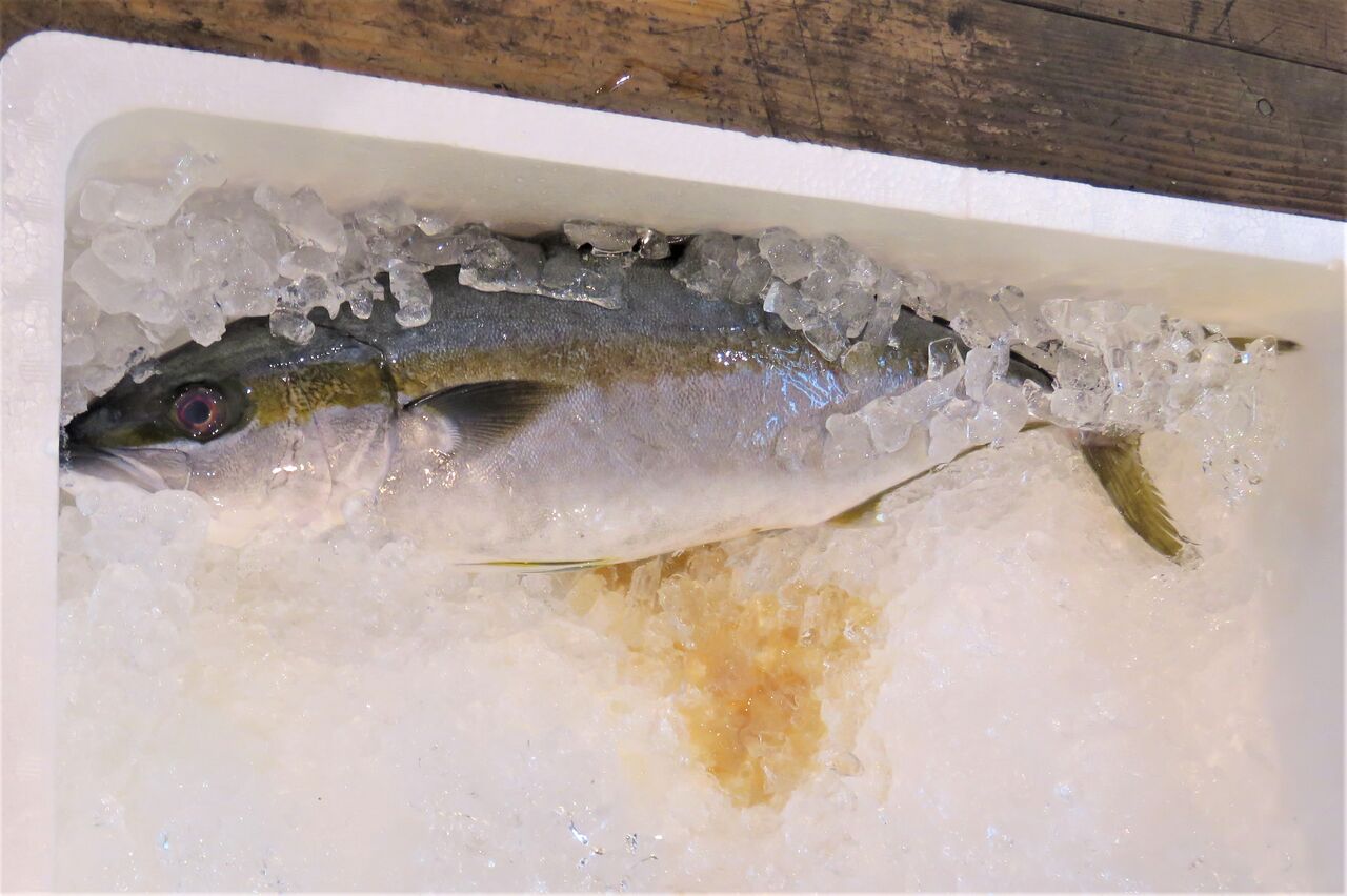 ブリ属三兄弟 土佐料理 旬の鰹がゆく ブリ属三兄弟 土佐料理 旬の鰹がゆく
