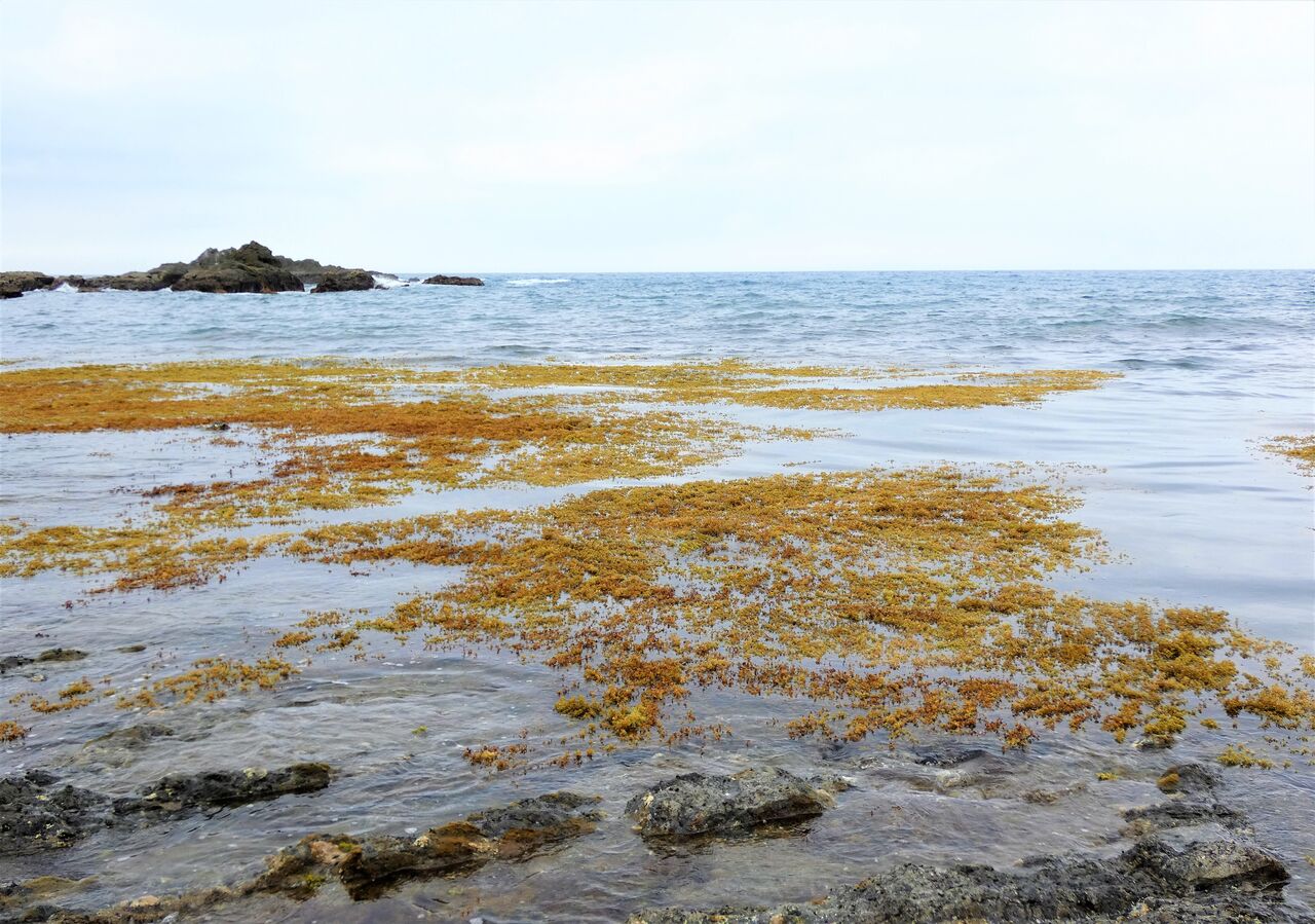 春磯に現れたホンダワラの林 土佐料理 旬の鰹がゆく