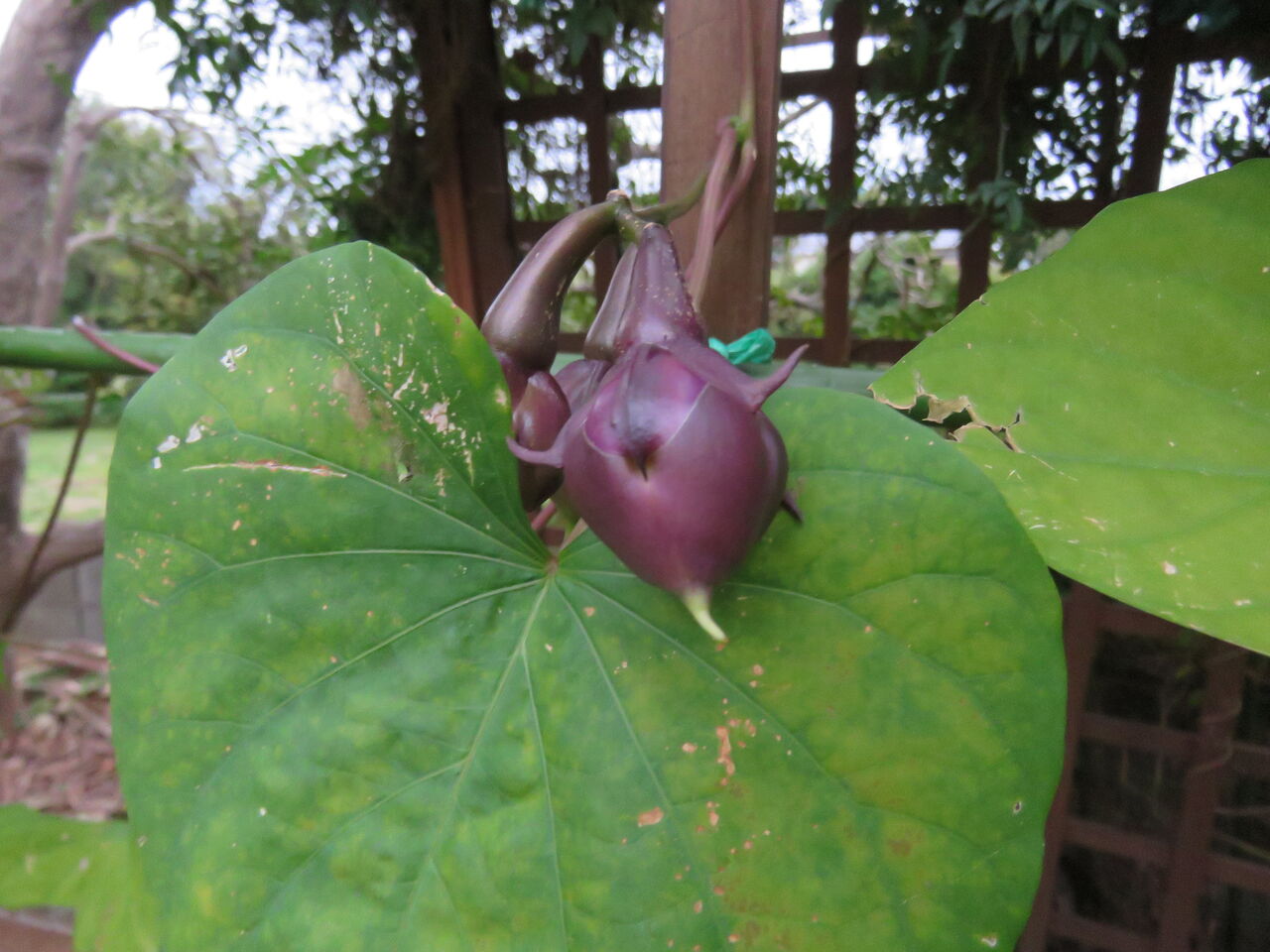 夜顔の伝説的開花を目の当たりにしました！ : 土佐料理 旬の鰹がゆく！