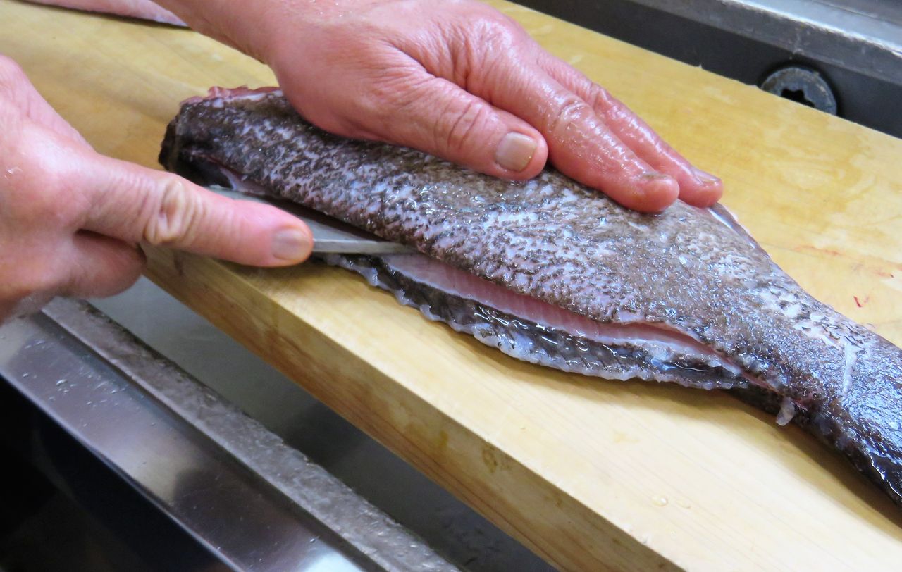 高知の食材 海産物 水産資源 土佐料理 旬の鰹がゆく 高知の食材 海産物 水産資源 土佐料理 旬の鰹がゆく