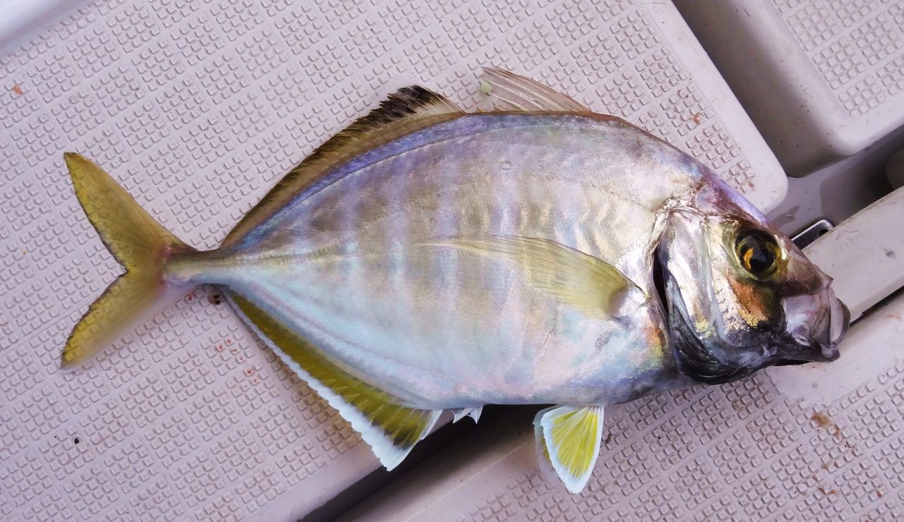 釣った魚の調理 土佐料理 旬の鰹がゆく