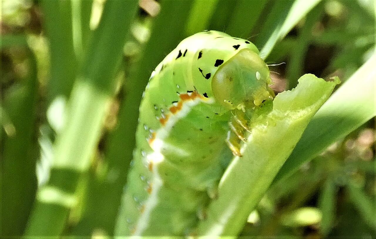 アヤモクメキリガ幼虫 土佐料理 旬の鰹がゆく