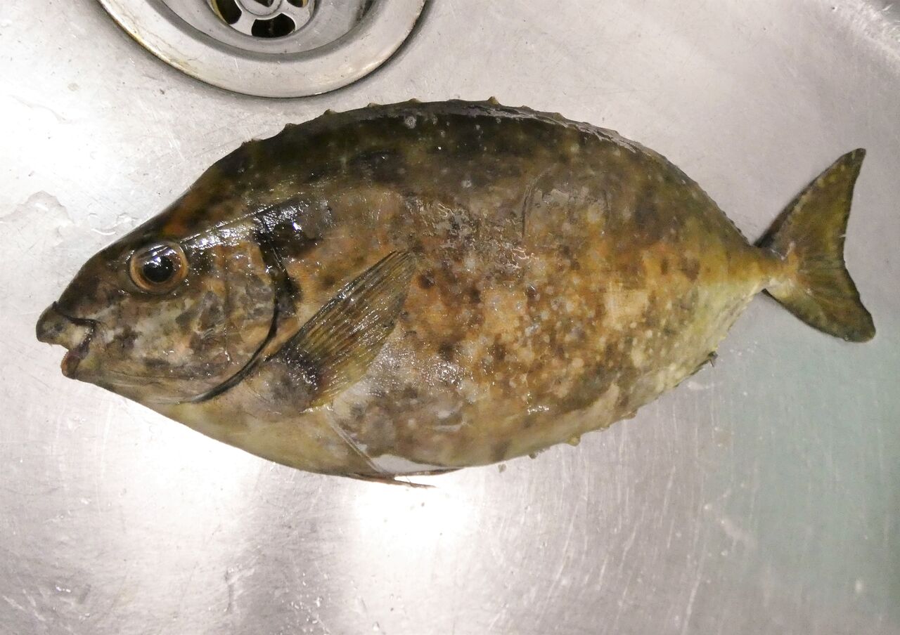 わが家の初釣り釣果 土佐料理 旬の鰹がゆく わが家の初釣り釣果 土佐料理 旬の鰹がゆく