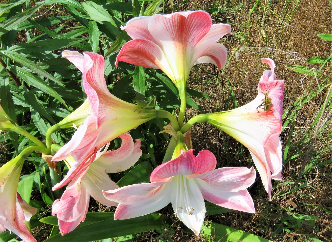 高知の花 土佐料理 旬の鰹がゆく 高知の花 土佐料理 旬の鰹がゆく