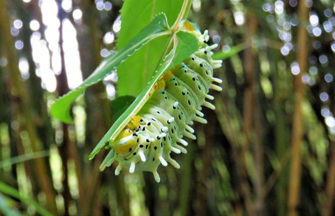 神樹蚕シンジュサンという天蚕 土佐料理 旬の鰹がゆく