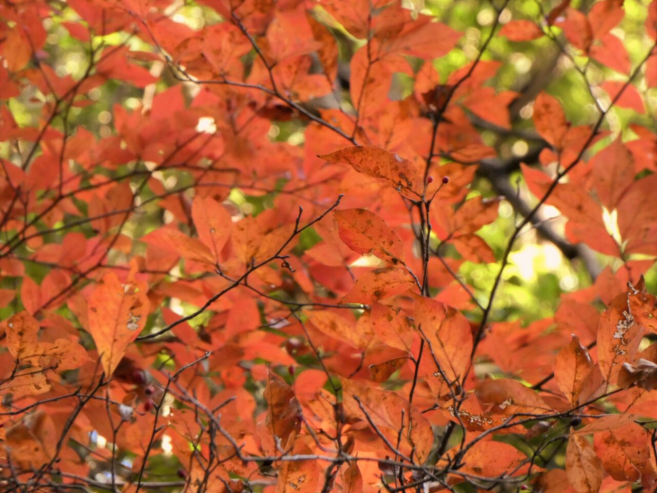 木漏れ日に輝く鎌柄の紅葉 土佐料理 旬の鰹がゆく 木漏れ日に輝く鎌柄の紅葉 土佐料理 旬の鰹がゆく
