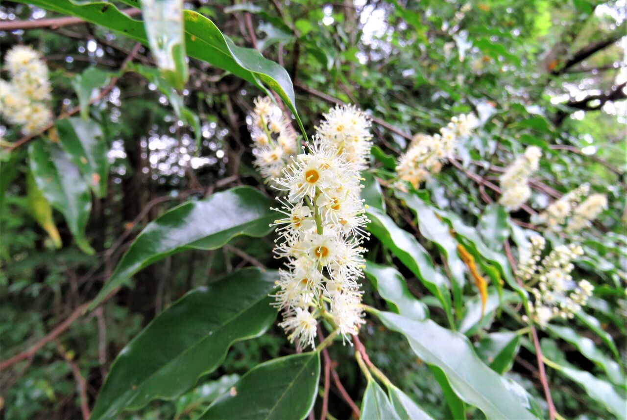高知の花 土佐料理 旬の鰹がゆく