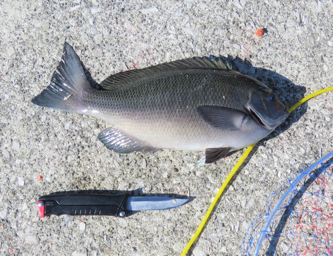 加領郷のグレ メジナ 釣りと料理 土佐料理 旬の鰹がゆく