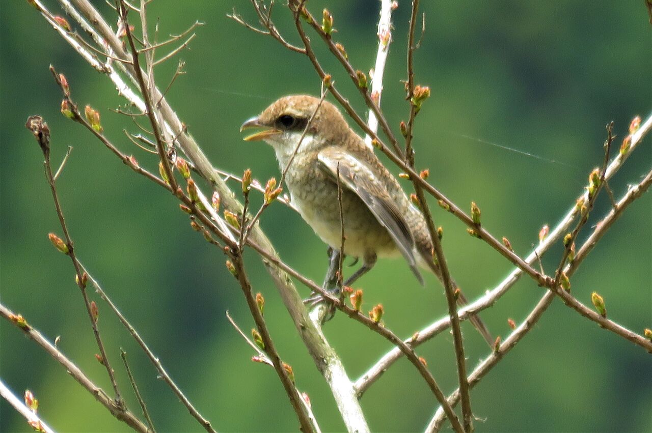 モズの巣立ち２０２０ 土佐料理 旬の鰹がゆく