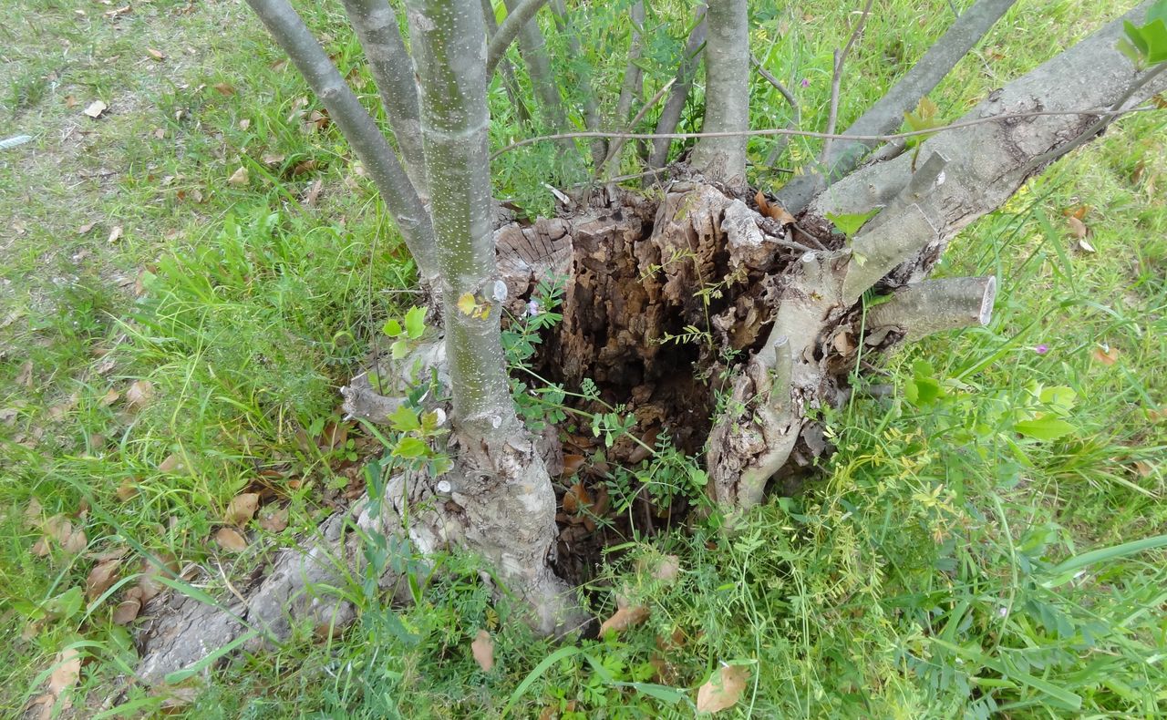 蘖 ひこばえ 土佐料理 旬の鰹がゆく