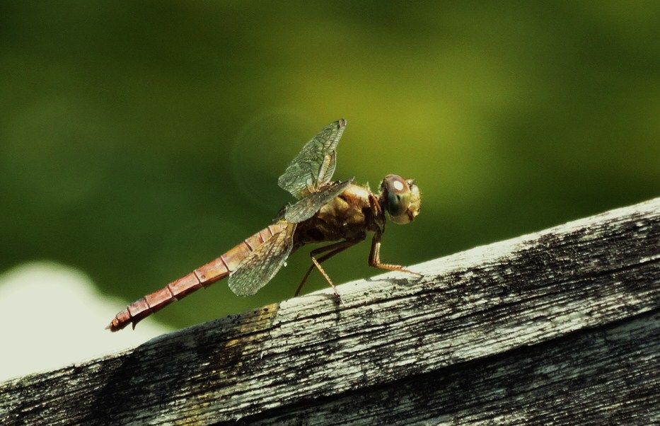 世界一の色 : 土佐料理 旬の鰹がゆく！