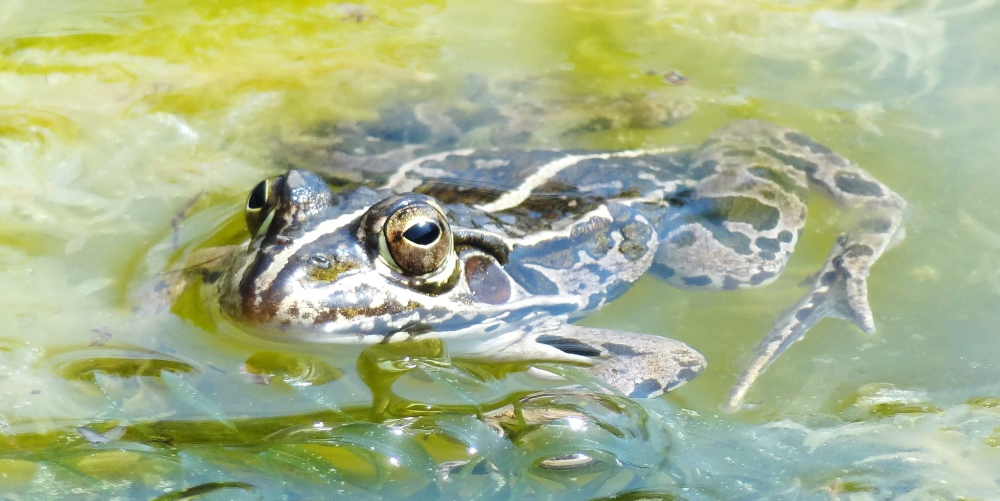 トノサマガエル 土佐料理 旬の鰹がゆく