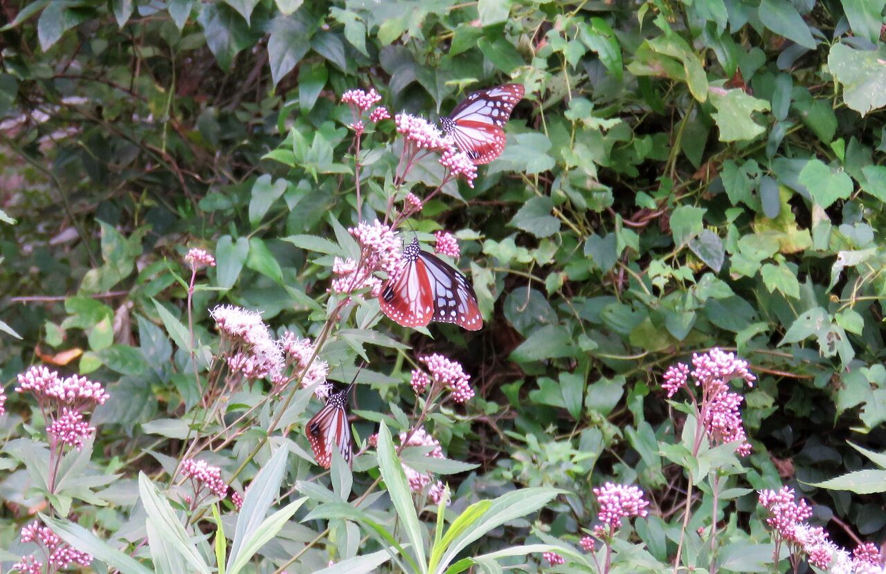 里山にフジバカマが咲くころ 土佐料理 旬の鰹がゆく