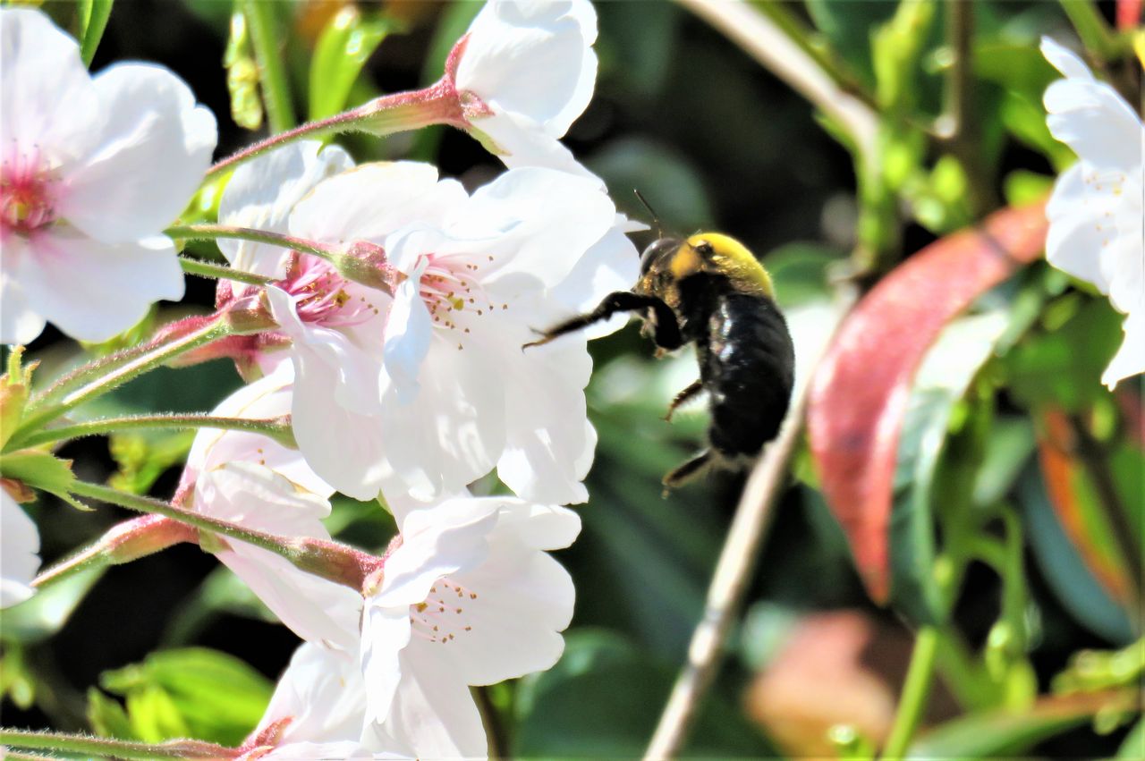 桜の花とクマバチと人 土佐料理 旬の鰹がゆく