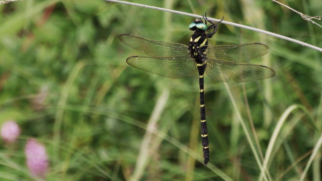初夏のサナエトンボたち 土佐料理 旬の鰹がゆく