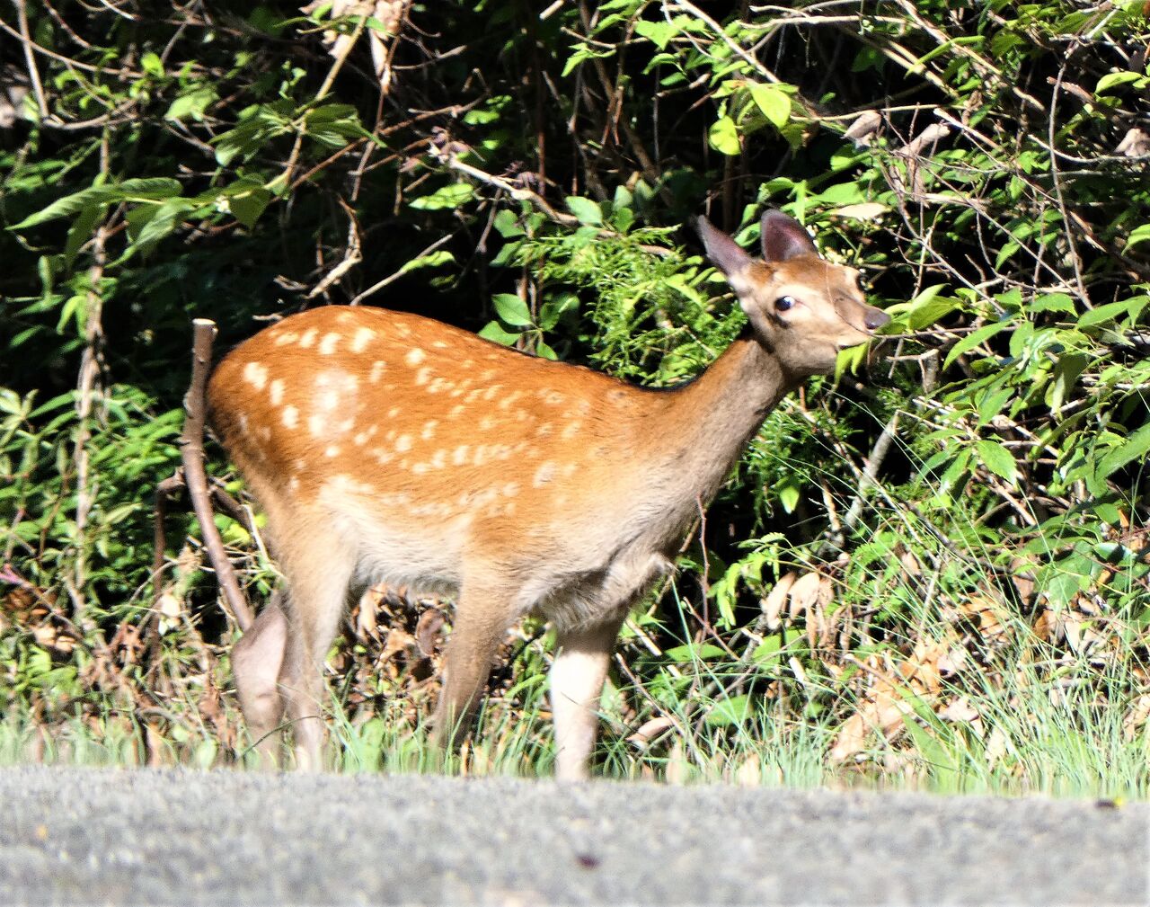 初夏の里山動物たち : 土佐料理 旬の鰹がゆく！