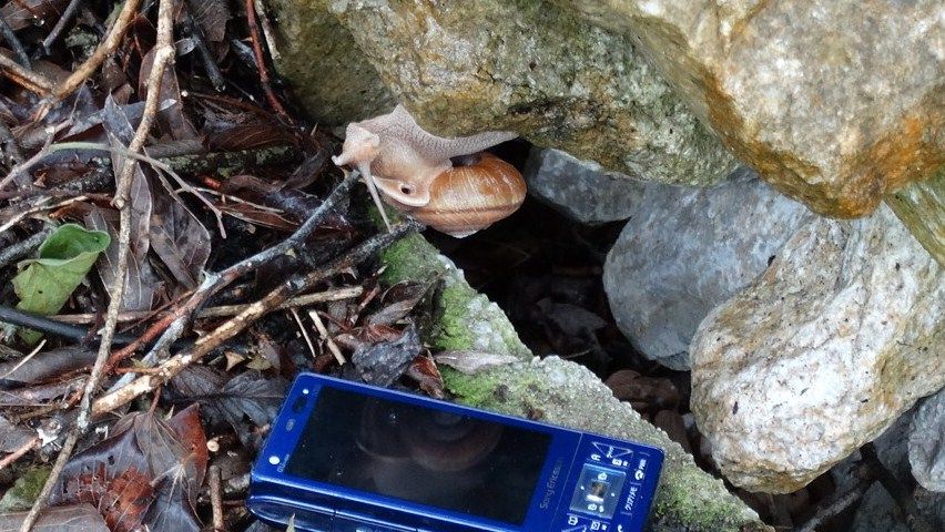 日本最大のカタツムリ 土佐料理 旬の鰹がゆく