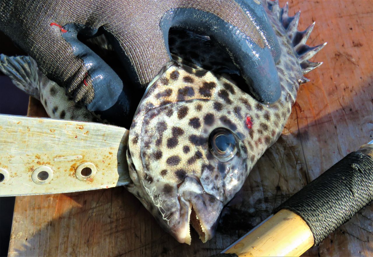 初冬の活き締めイシガキダイ 土佐料理 旬の鰹がゆく